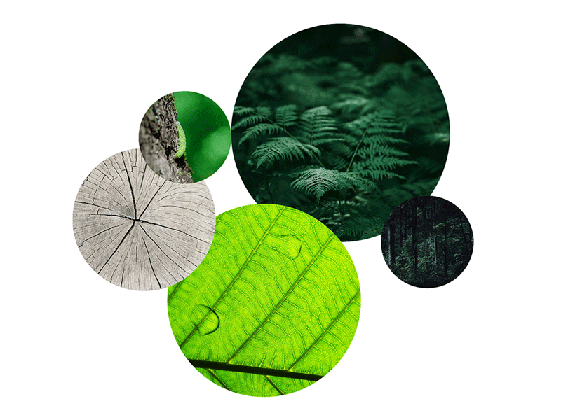 Farbpalette für Nemora Wald-Branding